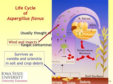 Aspergillus Flavus Life Cycle