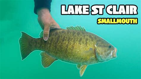 Lake St Clair Smallmouth Bass Fishing In The SPRING 2024 YouTube