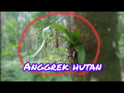 Explore Di Hutan Pinus Dan Ada Anggrek Hutan Dekat Sungai Besar YouTube