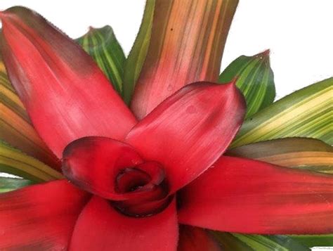 Bromelia Verzorging Tips Informatie Planten Nl