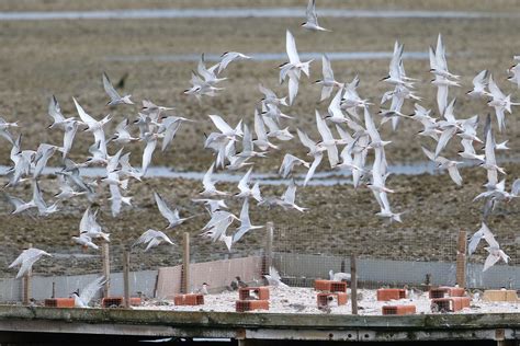 Common Tern Montrose Basin Species Database