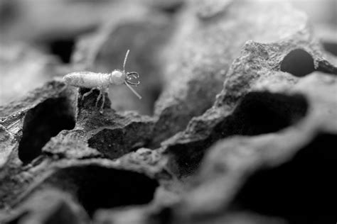 How To Get Rid Of Termites Identification Treatment And Prevention