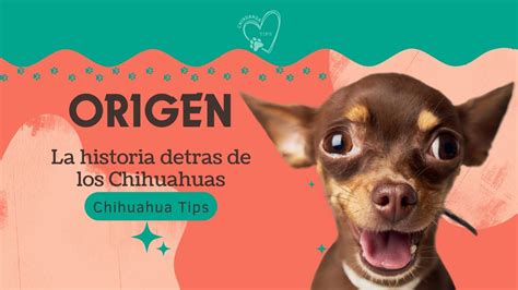 Origen Y Fascinante Historia De Los Chihuahuas Chihuahua Tips Youtube