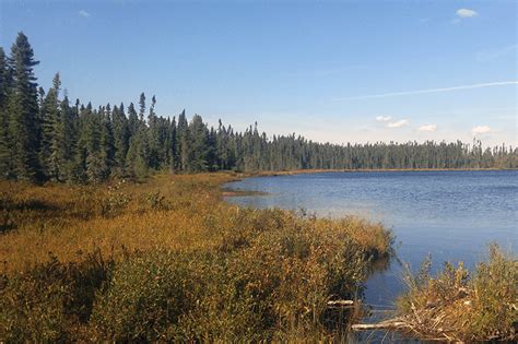 Floating Bog Lake Mybackyard