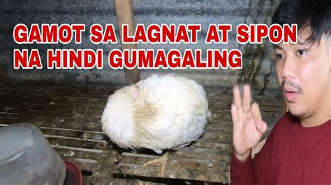 Gamot Sa Lagnat At Sipon Ng Manok Free Range Chicken YouTube