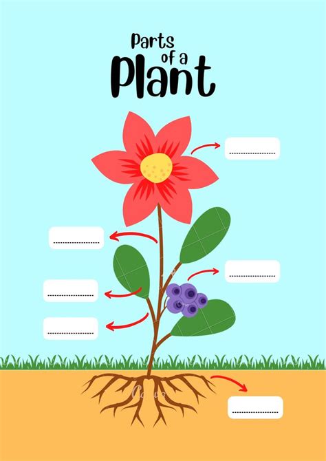 Pin By Deli Siburian On Tanaman Plants Worksheets Parts Of A Plant