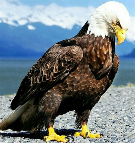 #Eagle Strength | Bald eagle, Eagles, Eagle