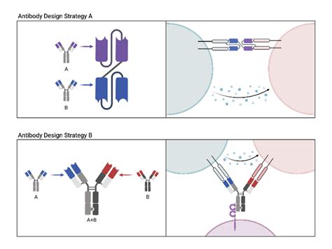 Antibody Design (Layout) | BioRender Science Templates