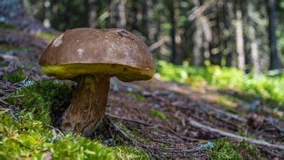 Boletus Edulis O Guia Definitivo Dos Cogumelo