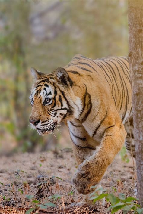 Top 113 + Bengal tiger animal images - Electric-kingdom.net