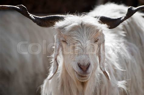 White kashmir pashmina goat from Indian highland farm in Ladakh | Stock image | Colourbox