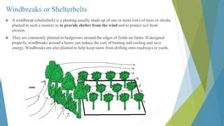 Pastures Wind Breaks And Shelter Belts In Soil Conservation Ppt