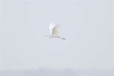 Vroege Vogels Foto Vogels Grote Zilverreiger In Mistige Vlucht