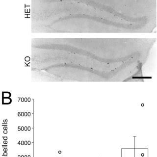 A Representative Photomicrographs Of Brdu Green And Neun Red