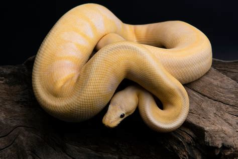 Top 5 Yellow Ball Python Morphs Ball Python Breeder Uk