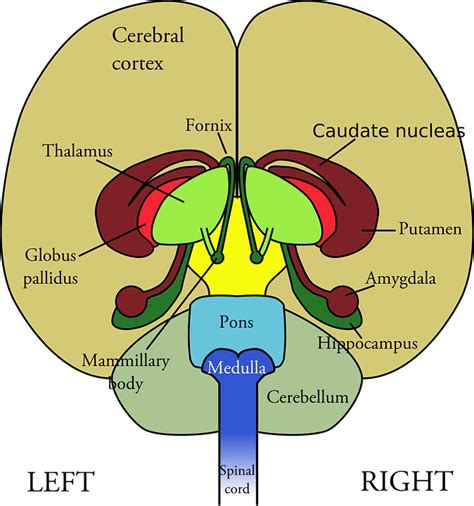 Hippocampus Diagram