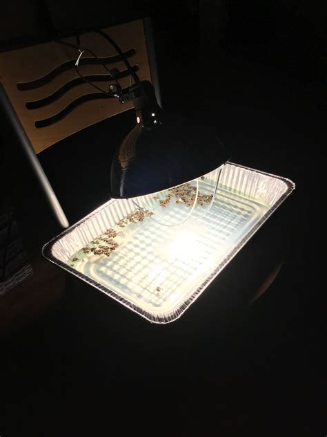 DIY stink bug trap. Disposable catering tray filled with soapy water with a lamp attached ...