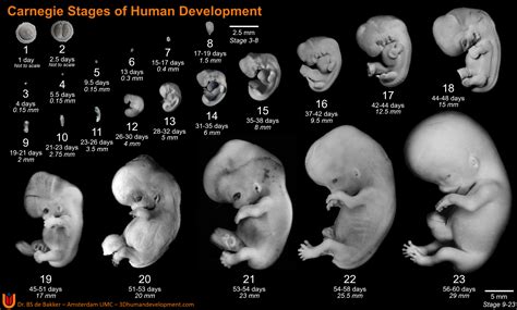 Human Embryonic Staging Paper Published In Life D Human Development