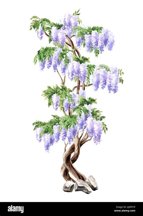 Wisteria Blossom Tree Hand Drawn Watercolor Illustration Isolated On