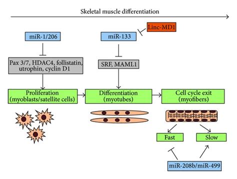 Regulation Of The Myogenic Differentiation Program By Myomirs And