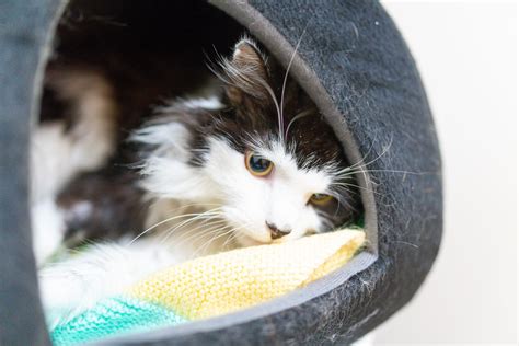 fiv in cats symptoms 3