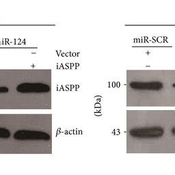 Effects Of MiR 124 And IASPP On The Viability Proliferation And Clone