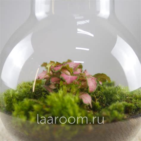 Флорариум эко-система Du-Bubble Фиттония купить в Москве