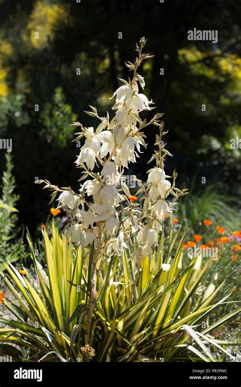 Yucca Plant Flowering Hi Res Stock Photography And Images Alamy