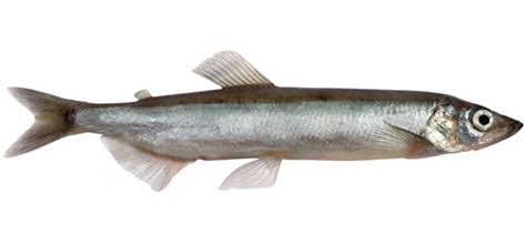 lodde mallotus villosus  og godt pa kogebogdk