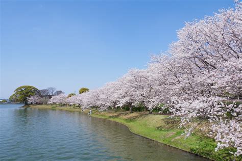 桜 駕与丁公園（2020年4月4日） 花の時間｜写真集 福岡・北九州・久留米