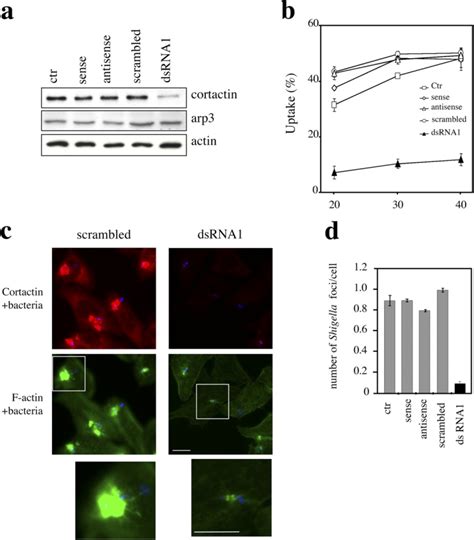 Cortactin Dsrna Interference Inhibits Shigella Entry Hela Cells Were