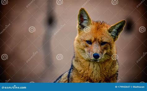 Andean Fox Culpeo Lycalopex Culpaeus At Lagoon Laguna Brava Near