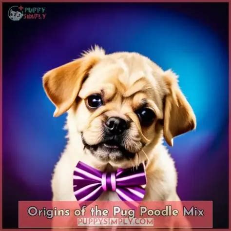 Pugapoo: All About the Pug Poodle Mix Breed