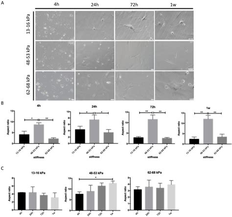 Effects Of Matrix Stiffness On The Morphology Adhesion Proliferation