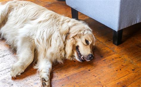 Dysplasie De La Hanche Chez Le Chien Sympt Mes Traitement Et Pr Vention