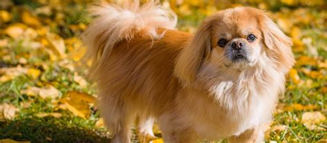 Pekingese Puppies for Sale | Greenfield Puppies