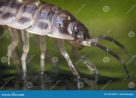 Pill Bug Armadillidiidae Royalty Free Stock Image