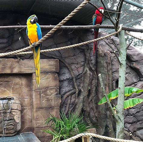 Macaw enclosure / Zoo habitat | Habitats, Zoo, Macaw