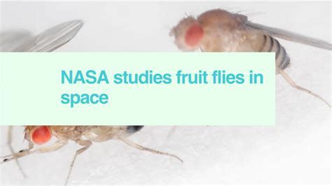 NASA studies fruit flies in space