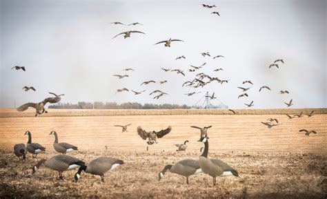 Rogue Series Full Body Canada Goose Decoys - Explore Beavertail