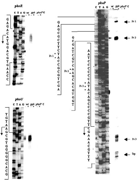 High Resolution S1 Nuclease Mapping Of The 5 Ј Ends Of The Phor Phop Download Scientific