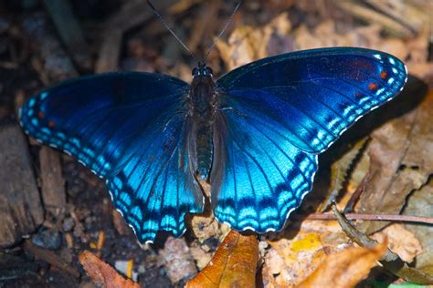 Red Spotted Purple Huntley Meadows Tom Karr Flickr