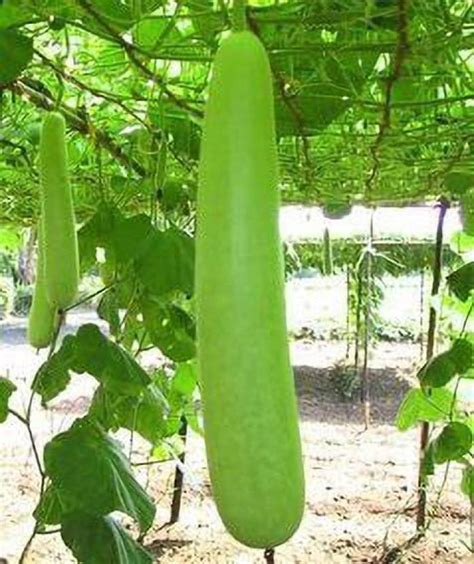 Kanaya Long Gourd Dudhi Zucca Lauki Seed Price In India Buy Kanaya