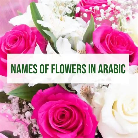 Learning Flower Names in Arabic: A Floral Vocabulary Guide