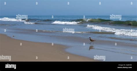 A Marbled Godwit Limosa Fedoa Walks On The Beach In Summerland