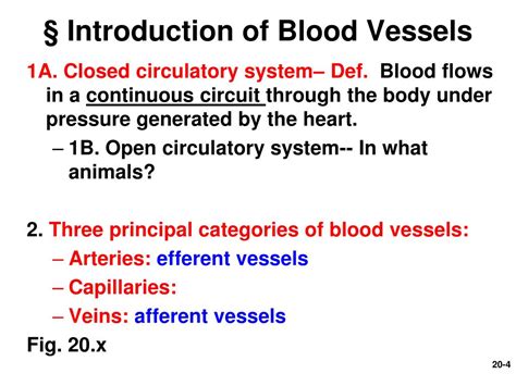 Ppt Chapter 20 Blood Vessels And Circulation Powerpoint Presentation