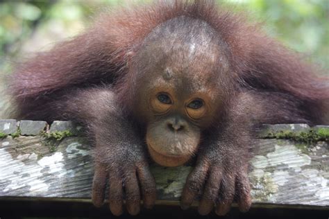 Baimah Borneo Orangutan Survival Australia