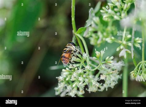 Abejas Recogiendo Agua Fotografías E Imágenes De Alta Resolución Alamy