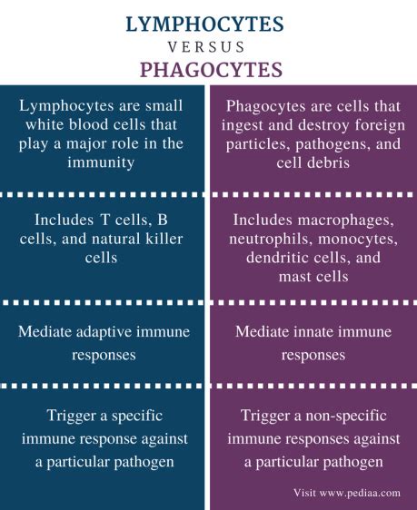 Difference Between Lymphocytes and Phagocytes | Definition, Characteristics, Function