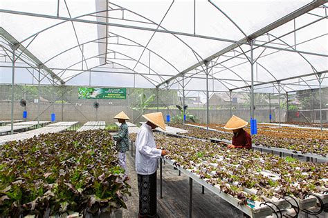 Melihat Pertanian Hidroponik Di Pondok Pesantren Ulul Ilmi Jakarta